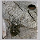 Rhaphigaster nebulosa - Graue Feldwanze 01.jpg